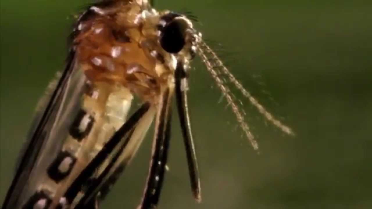Cycle de vie du moustique