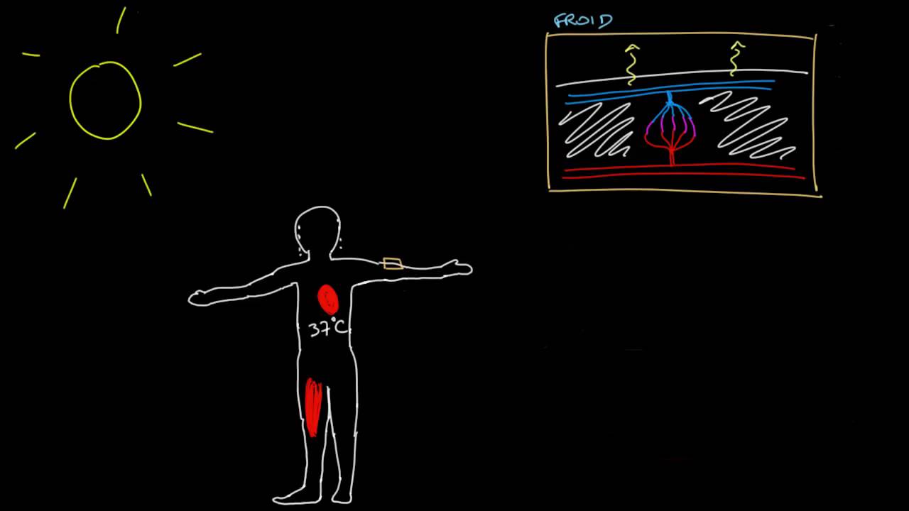 Thermoregulation par les vaisseaux sanguins